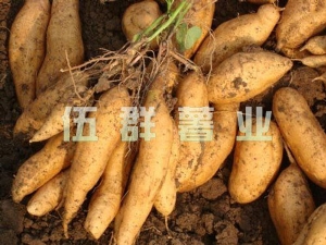 黄皮苏薯8号