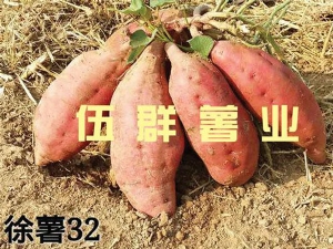 徐薯32